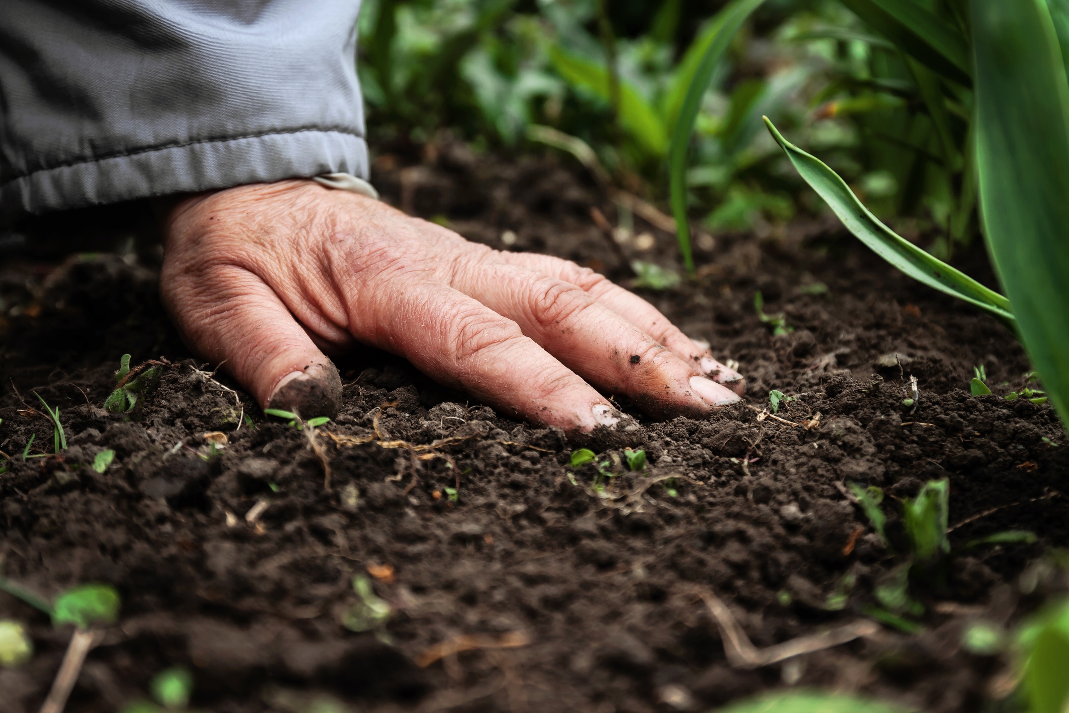 A female old hand on soil-earth. Close-up. Concept of old age-youth, life, health, nature 