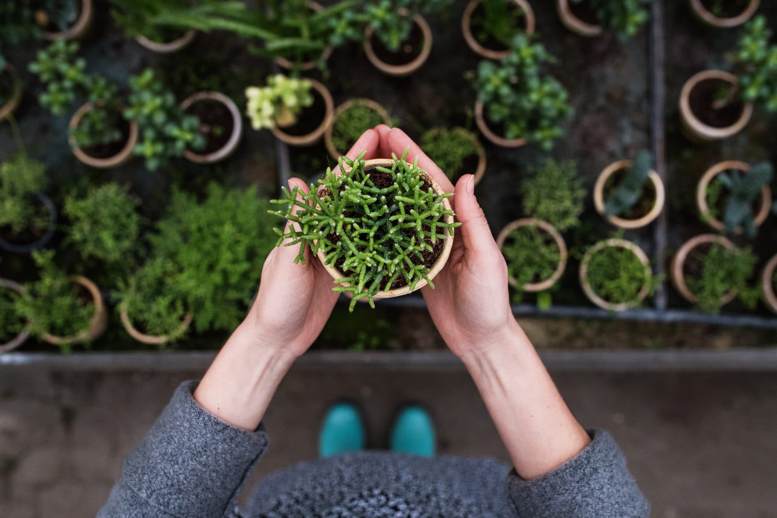 Woman gardener in a large greenhouse holding a pot with plant. 